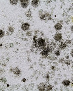 mold and germs
